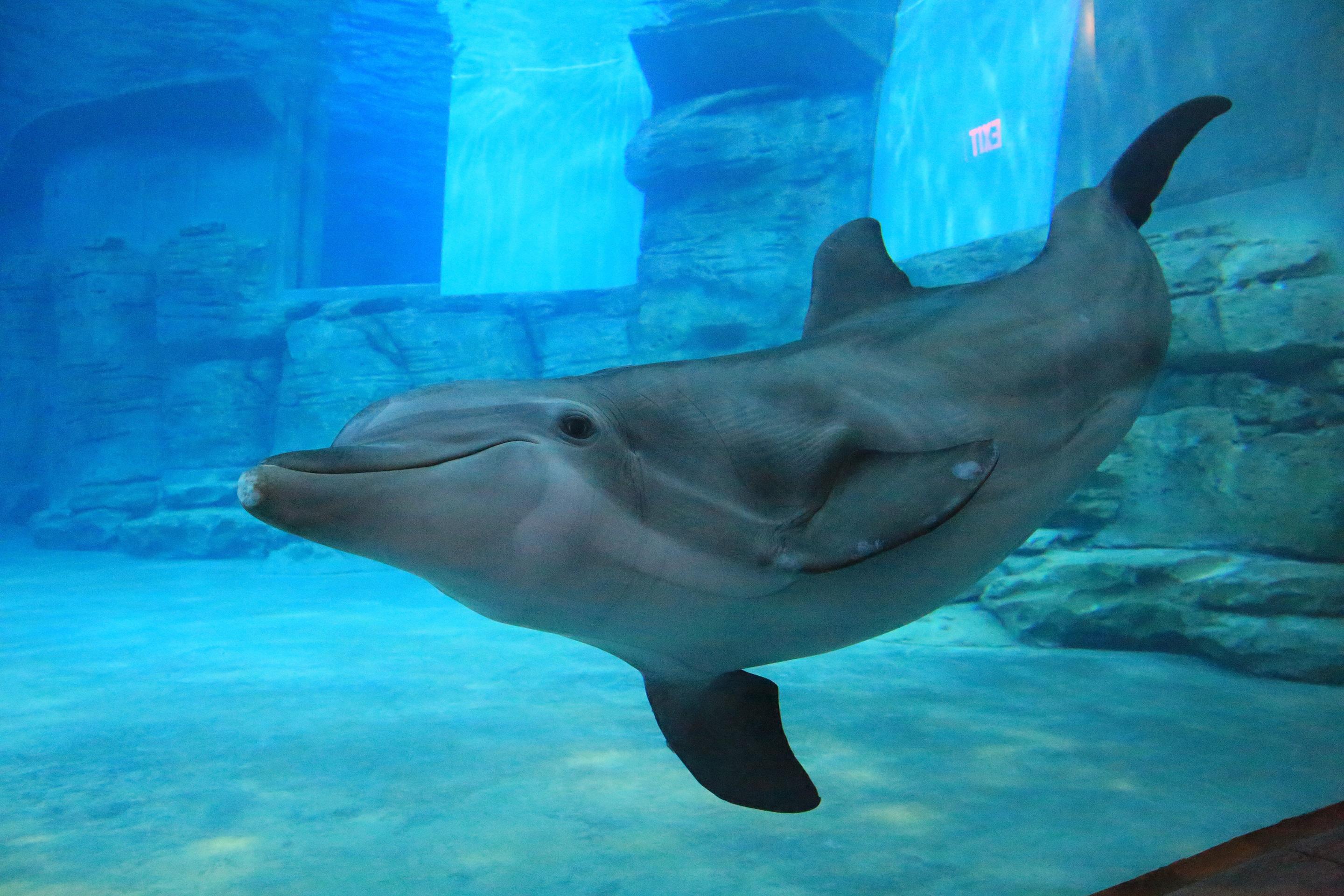Winter The Dolphin'S Beach Club, Ascend Hotel Collection Clearwater Beach Extérieur photo