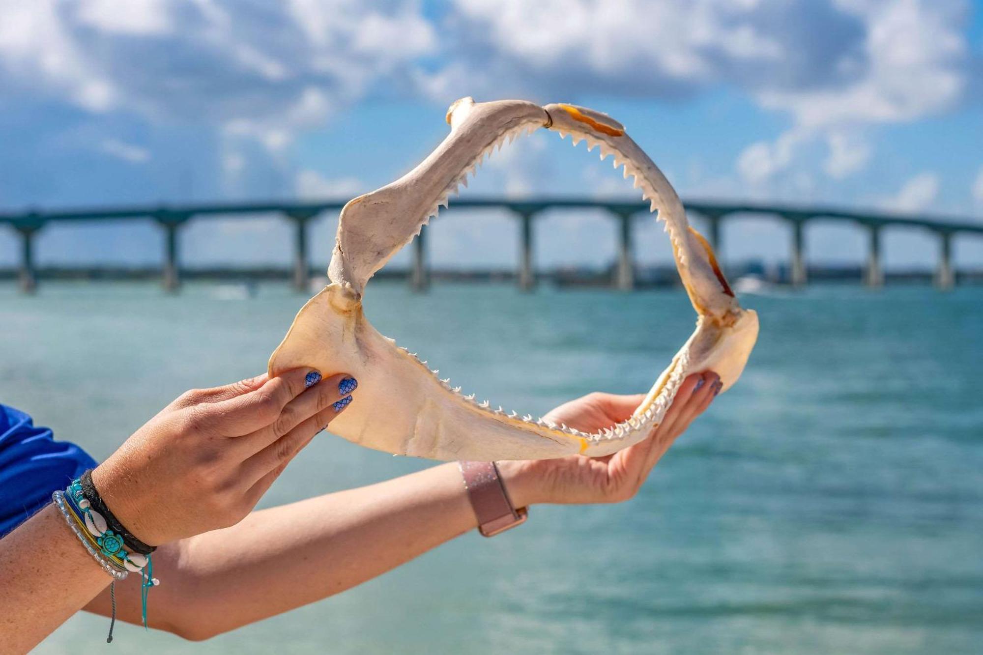 Winter The Dolphin'S Beach Club, Ascend Hotel Collection Clearwater Beach Extérieur photo